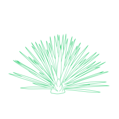 Plants Blue Agave Tequila Agave Line Tracing Svg Vector, Free Vectors File